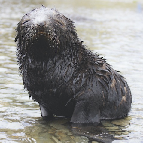 Grumpy-looking seal